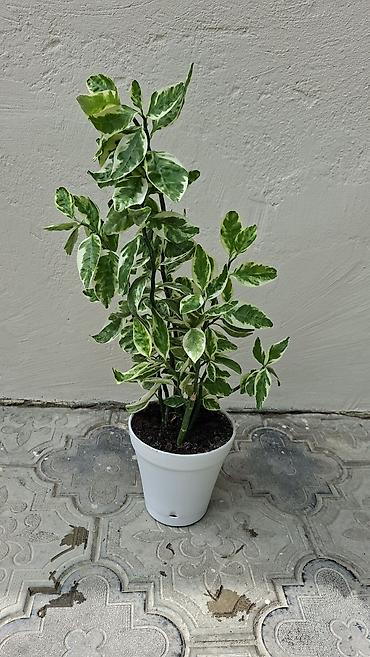cilədağı bitkisi: Otaq bitkiləri dəsti – ağ saksılarda - Syngonium (ok yarpaqlı — 4