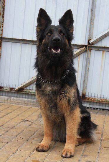 İtlər: Alman çoban iti, 2 ay, Erkek, Sənədli, Pulsuz çatdırılma — 21