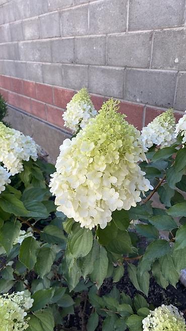 Гортензия: Саженцы — 1