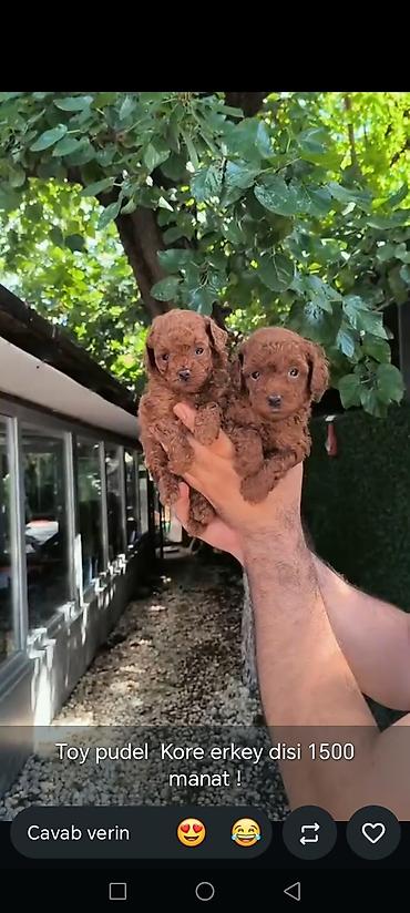 toy pudel it: Məhsul: Toy pudel balaları • Növ: Toy Poodle (miniatür) • Mənşə — 3
