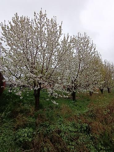 Слива: Саженцы плодовых деревьев (садовые Черешня кокон гилас 5штук Абрикос — 7