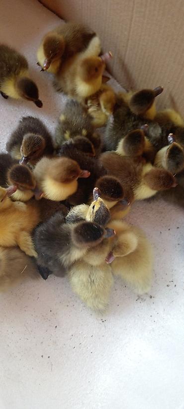 su donuzu: Musk ördək balaları (indo ducklings) - Cins: Musk (indo) ördək - — 1