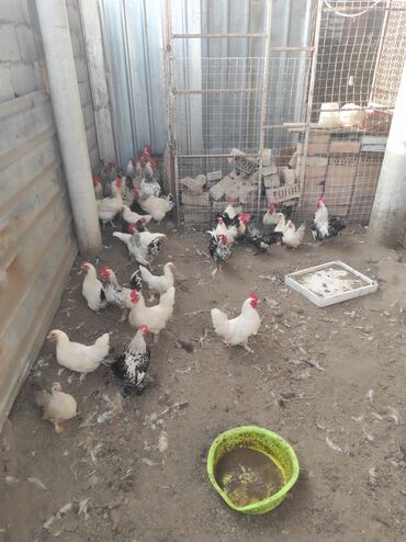 Куры, петухи: Продаю | Куры, Петух — 3