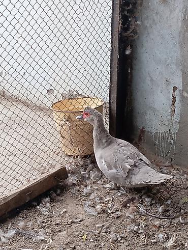 Dişi, | Lal ördək, Yumurtalıq lalafo.az -da Dişi, | Lal ördək, Yumurtalıq