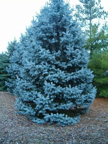 новогодние елки в сулпаке бишкек: Голубая ель!
Высота 3.5-4 метра. 2 штук!
Осмотр с. Кой Таш
Торг