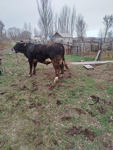 Коровы, быки: Продаю | Бык (самец) | Для разведения | Племенные — 15