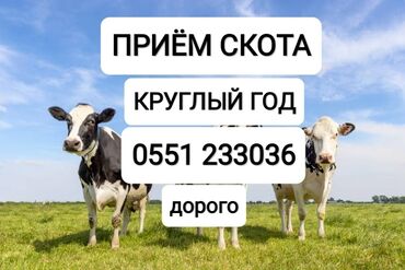 продаю корову: Сатып алам | Жылкылар, аттар, Уйлар, букалар, Башка а/ч жаныбарлары | Бордоп семиртүү үчүн, Борго байлап семиртилген, Бардык шартта