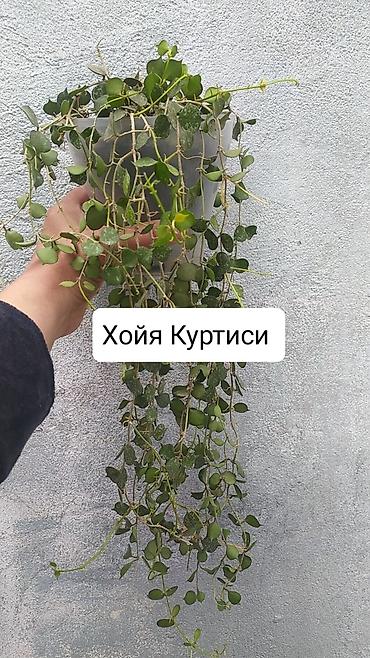 Другие комнатные растения: Продаю коллекцию Хойя — 6