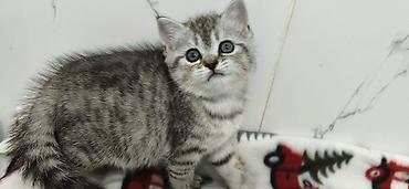 Продажа кошек: Продаются шотландские котята. Две девочки. Дата рождения 26/01/2026 — 10