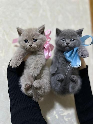 Pişiklər: Britan, Erkək, Dişi, Yaxşı əllərə, Ünvandan götürmə, Pulsuz çatdırılma, Ödənişli çatdırılma — 2