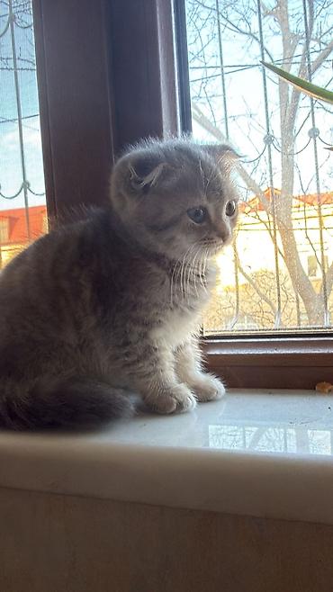 Pişiklər: Şotland — 7