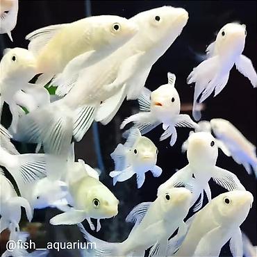 Балыктар: Коя платина вуаль
Карпы коя — 2