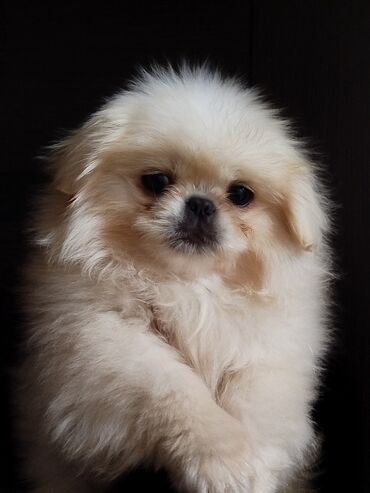 İtlər: Pekines, 3 ay, Erkek, Peyvəndli, Ödənişli çatdırılma