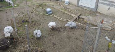 Ördəklər: Həm kəsilməli həm də damazlıq original təmiz cins lal ördəklər ( — 17