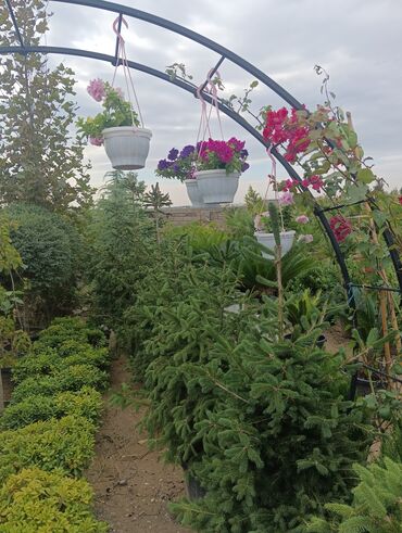 Landşaft işləri: Dekarativ bitgilerin satişi
xan cinar
ekvalit
zeytun — 27