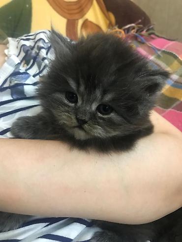 Pişiklər: Britan — 6