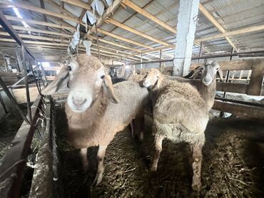 Бараны, овцы: Продаю | Баран (самец) | Для разведения | Племенные — 4