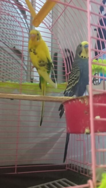 Попугаи: Budgerigar, Psittaculidae fəsiləsindən, eyniadlı cinsdən yeganə quş