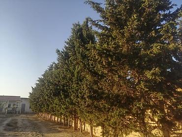şirvanda torpaq satışı: 12 sot, Tikinti, Barter mümkündür, Kupça (Çıxarış) — 5