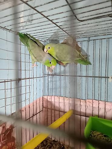 quş dami: Nerazluçnik ərkey dişi tam sağlam vatsap 055 840 28 10 unvan Yeni — 1