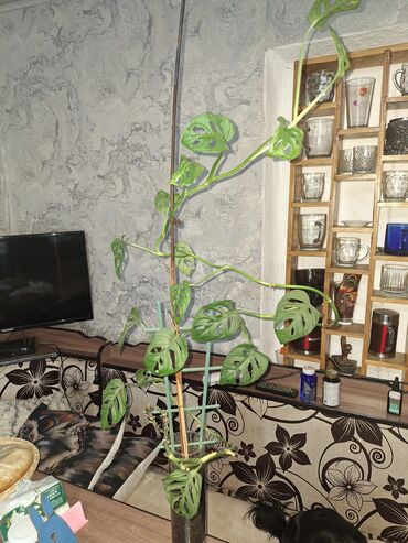 настенные цветы: Предлагается вьющееся комнатное растение, подходящее для украшения