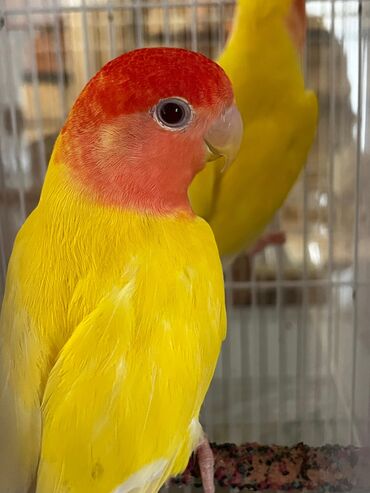 Quş: Məhsul: Cütlük rəngli agapornis (lovebird) papağanları + qəfəs və