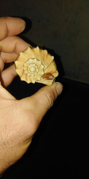 Аквариумные камни: Dəniz ilbizi qabığı və ağ mineral daşlar dəsti - Təbii dəniz qabığı — 3