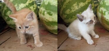 отдам даром породистых котят: Кошка даром: Беспородная, 1 месяц, Девочка