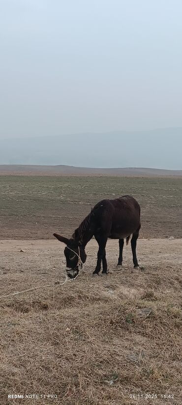 Eşşəklər: Məhsul: Qoyun Eşşəyi dişi boğaz 077-409-41-42 Bəhman qiymət 100₼ — 3