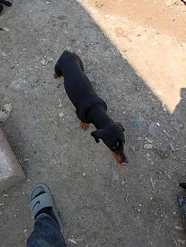 it satişi: Daxshund (qısa tüklü) tipli it - Rəng: qara-qəhvəyi (tan işarələr) - — 3