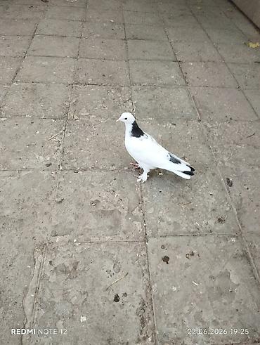 Göyərçinlər: Tutulma göy boyun cavan quşdur.Erkək 13-14 tük — 1