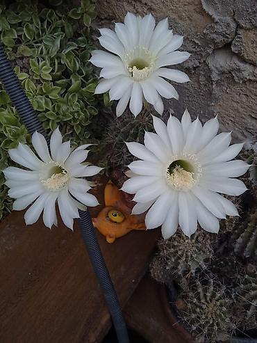 Otaq bitkiləri: Традесканция и др — 9