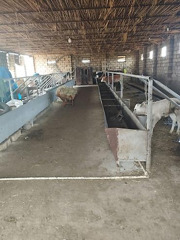 nizami r: 3 otaqlı, 120 kv. m, Kredit yoxdur, Orta təmir — 7