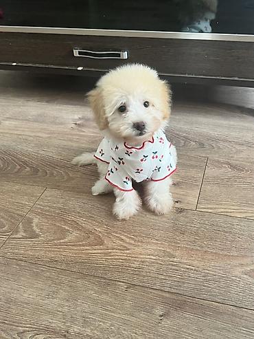 siyam pisiyi satilir: Maltipoo balasi satilir 380. Üstünde herşeyi verilir real aliciya — 1