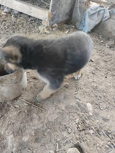 Продажа собак: Немецкая овчарка, 2 месяца, Самец, С родословной — 2