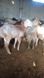 дом для кур: Сатам | Кочкор (эркек) | Гиссар, Арашан | Союуга, Көбөйтүү үчүн | Асыл тукумдуу, Жасалма жол менен боозутуу