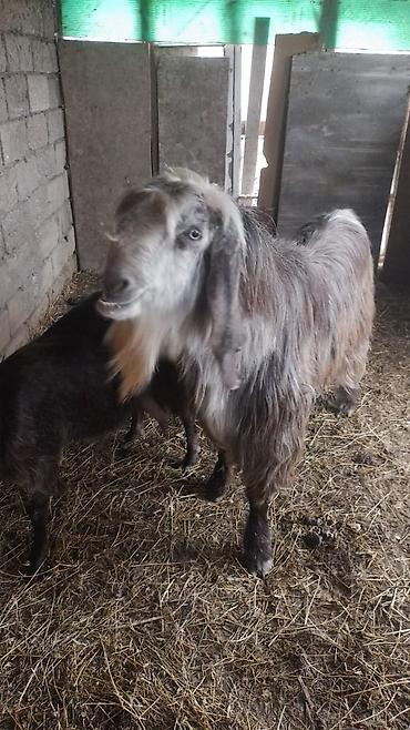 K/t heyvanları və malları: Boz rəng çalarlarında, uzun tüklü, saqqallı erkək keçi. Uzun qulaqlı — 1