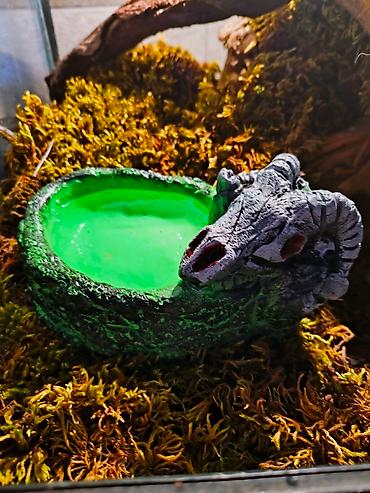 Зоотовары: 🌿 Украшения и декорации для аквариумов и террариумов 🌿 Продаю — 3