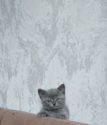 вислоухие британцы: Британская, Самец, Самка, В добрые руки, Самовывоз
