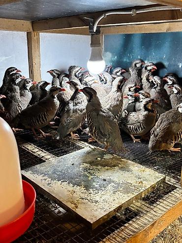 barred rock: Məhsul: Dağ kekliyi (Alectoris chukar) – sürü halında Təsvir: - — 6