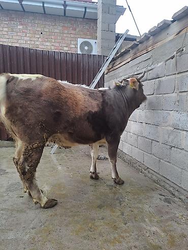 Коровы, быки: Продаю | Корова (самка) | Для молока at lalafo.kg — 6 Коровы, быки: Продаю | Корова (самка) | Для молока — 6