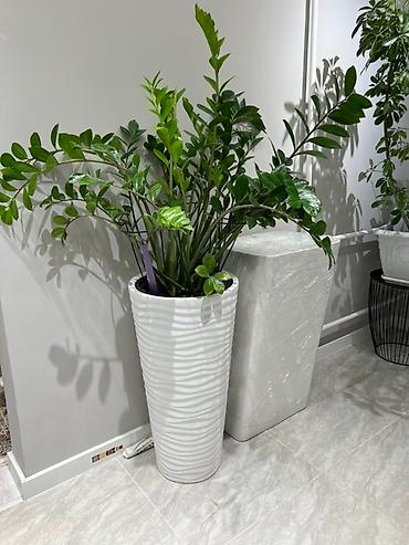 Монстеры: Монстера вариегатная (Monstera deliciosa variegata) — комнатное — 26