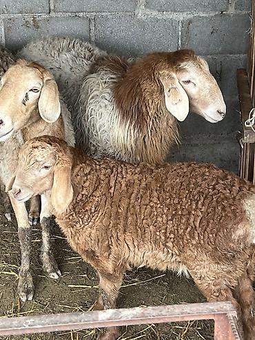 Баран, овца: Продаю | Овца (самка) | Арашан | Для разведения | Матка — 3