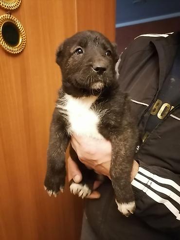 qurdbasar balaları: 35 günlük qurdbasar balaları, 5 dişi, 1 ərkək Anası: qurdbasar + cane — 6