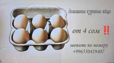 куринные яйца: Свежие куриные яйца оптом! Продаем яйца всего от 4 сом за штуку – это