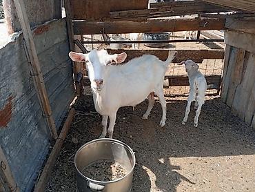 Козы, козлы: Продаю | Коза (самка) | Для молока | Племенные — 14