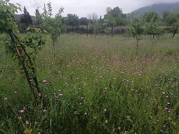Torpaq sahələrinin satışı: 35 sot, Mülkiyyətçi, Kupça (Çıxarış) — 12
