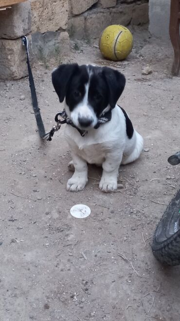 Zvonok, 7 ay, Dişi