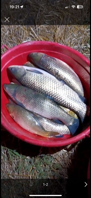 корм форели: Свежий