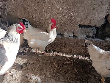 куры живые: 🐣 Продаются крепкие домашние цыплята (помесь отличных пород)Продаю — 9